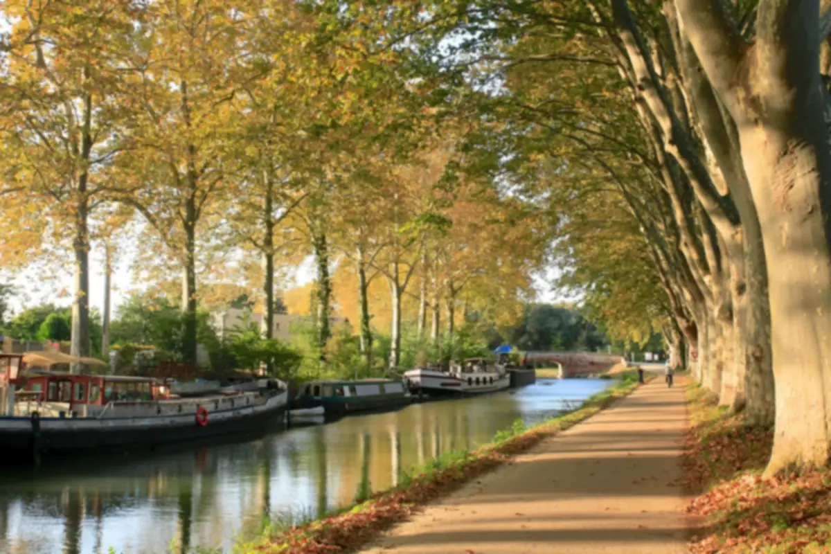 Canal du Midi bordé de platanes en automne, en Haute-Garonne